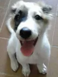 Lilica