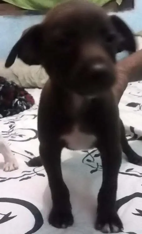 Cachorro ra a Não  definida idade Abaixo de 2 meses nome Sem nome