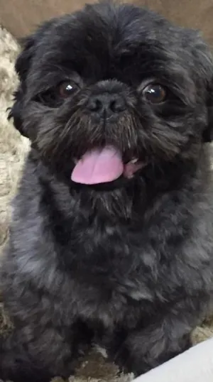 Cachorro raça Schitzu idade 4 anos nome Elvis
