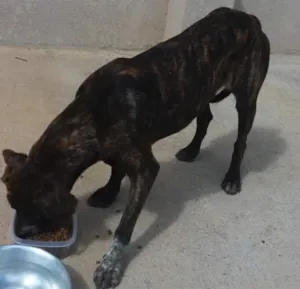 Cachorro raça SRD idade 6 ou mais anos nome Tigrao