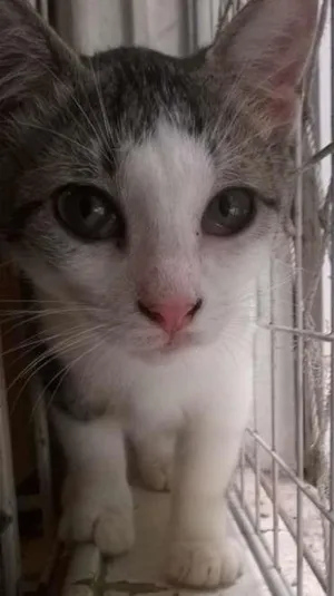 Gato raça srd idade 2 a 6 meses nome Brunella