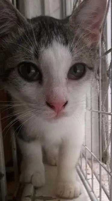 Gato ra a srd idade 2 a 6 meses nome Brunella