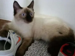 Gato raça Siamês idade 7 a 11 meses nome Claudio