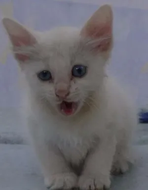 Gato raça SRD idade 2 a 6 meses nome Sem Nome