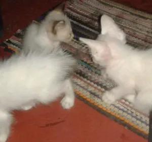 Gato raça Siamês idade Abaixo de 2 meses nome Sem nome