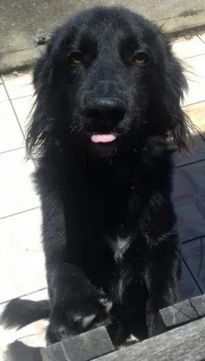 Cachorro raça Labrador com pastor idade 7 a 11 meses nome Jack 