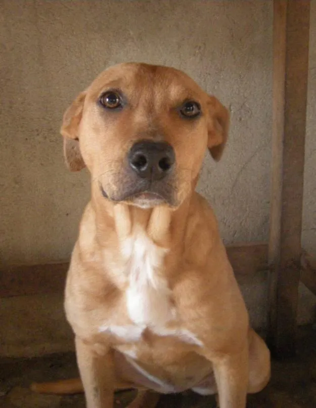 Cachorro ra a Vira Lata  idade 2 anos nome Princesa