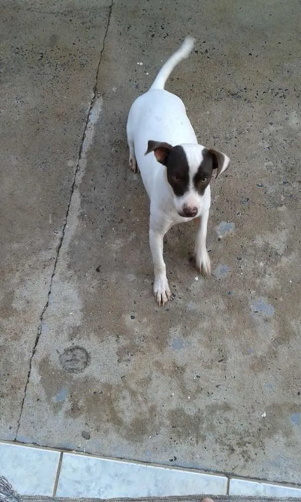 Cachorro raça Fox paulistinha  idade 2 a 6 meses nome Marengo