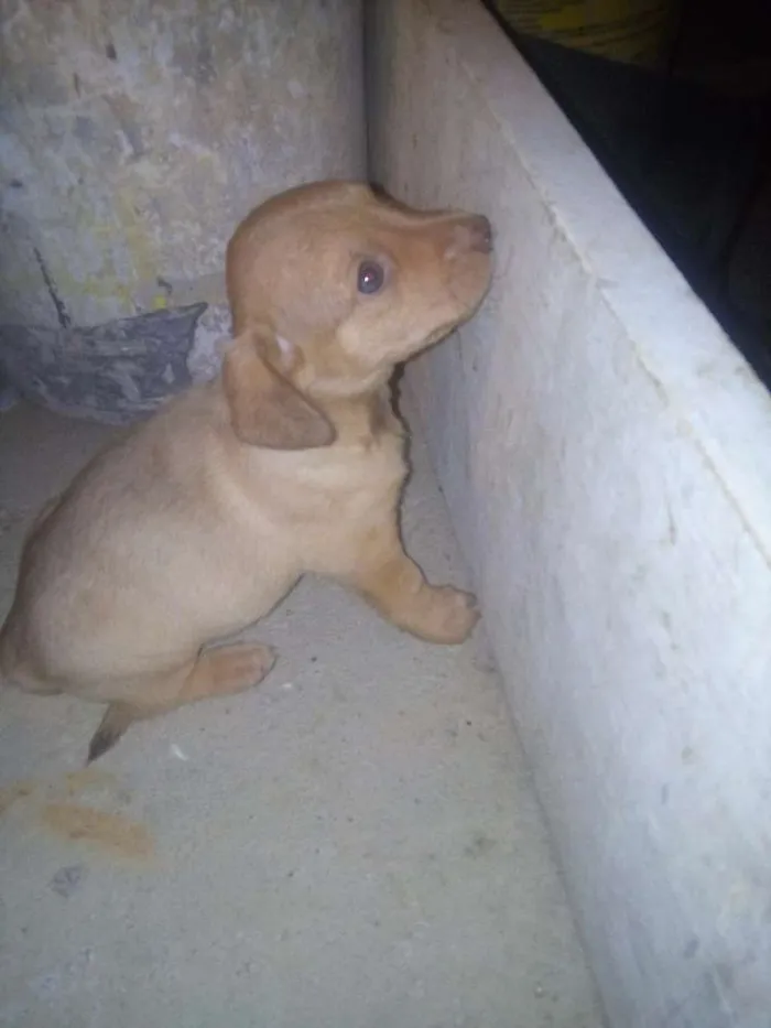 Cachorro ra a  idade Abaixo de 2 meses nome Jack