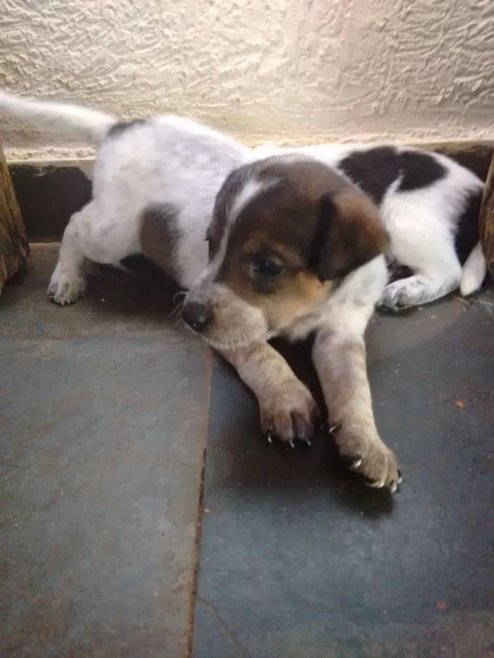 Cachorro raça SRD idade Abaixo de 2 meses nome Filhotes -> 6 fêmea