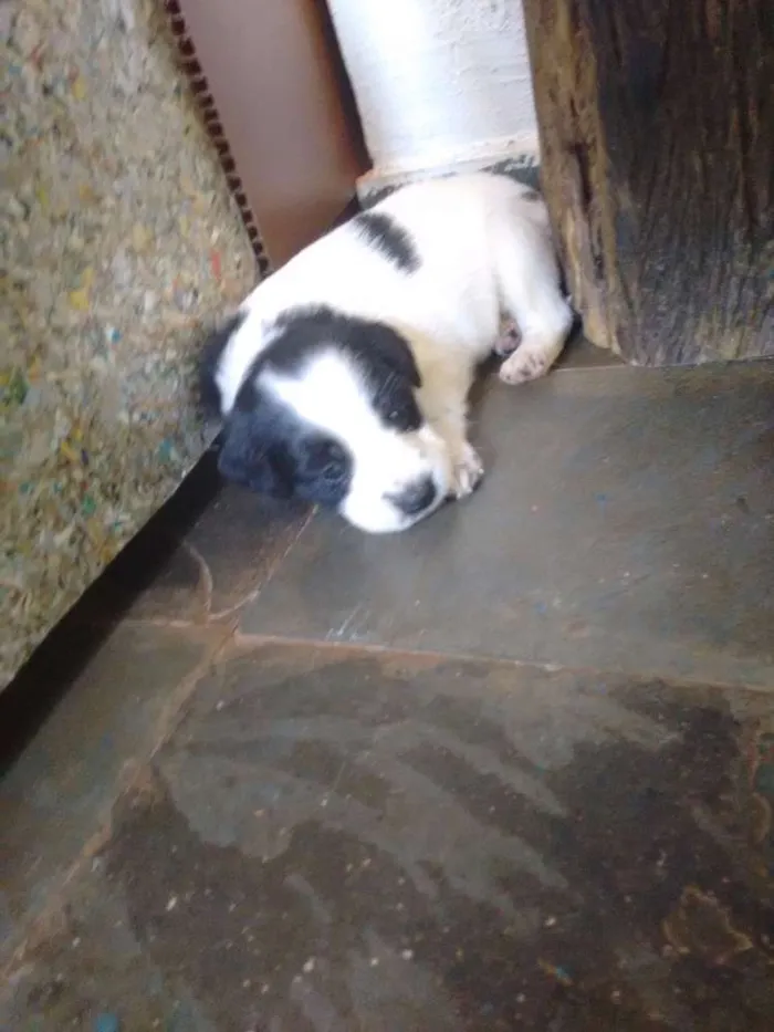Cachorro raça SRD idade Abaixo de 2 meses nome Filhotes -> 6 fêmea
