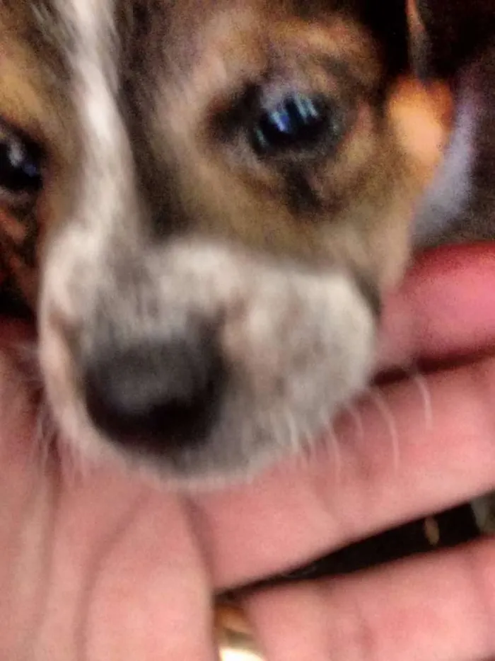 Cachorro raça SRD idade Abaixo de 2 meses nome Filhotes -> 6 fêmea