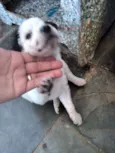 Filhotes -> 6 fêmea