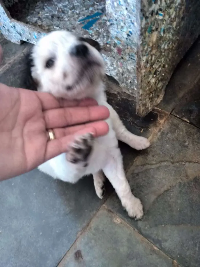 Cachorro raça SRD idade Abaixo de 2 meses nome Filhotes -> 6 fêmea