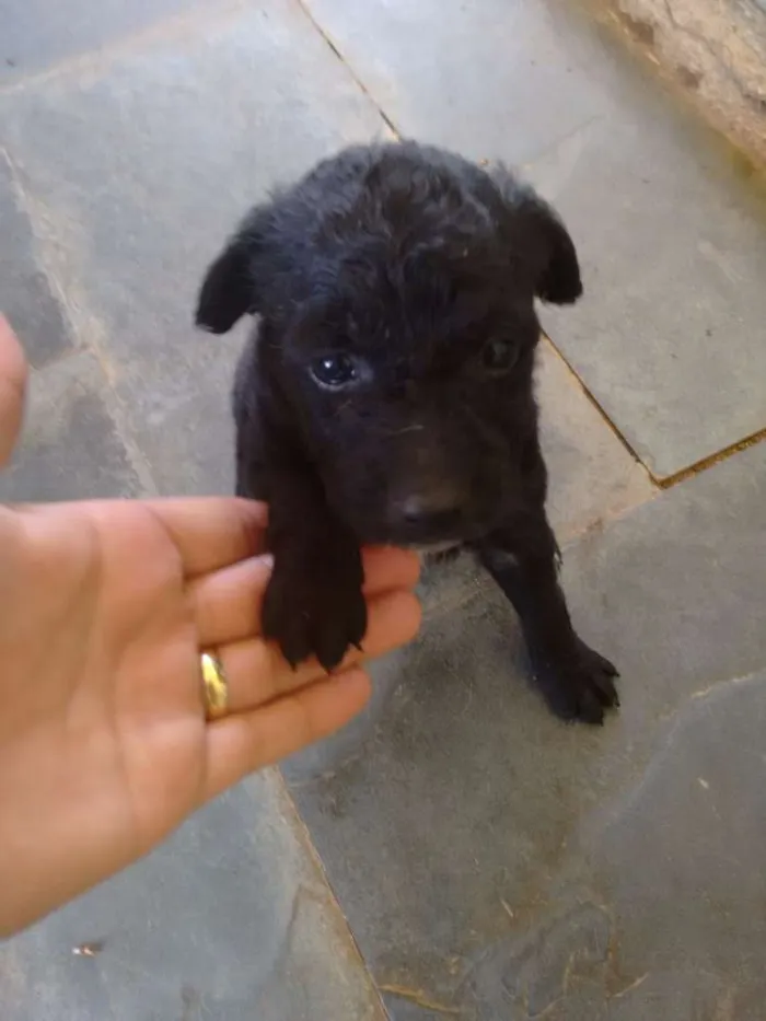 Cachorro raça SRD idade Abaixo de 2 meses nome Filhotes -> 6 fêmea