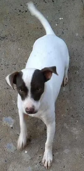 Cachorro raça Fox paulistinha  idade 2 a 6 meses nome Marengo