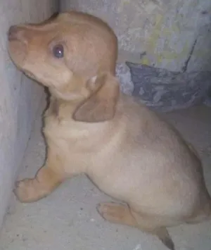 Cachorro raça  idade Abaixo de 2 meses nome Jack