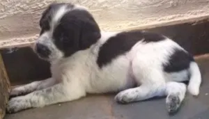 Cachorro raça SRD idade Abaixo de 2 meses nome Filhotes -> 6 fêmea