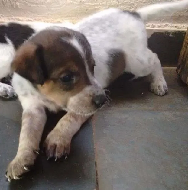 Cachorro raça SRD idade Abaixo de 2 meses nome Filhotes -> 6 fêmea