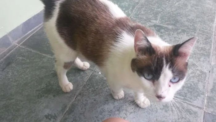 Gato ra a Não sei idade  nome Não sei