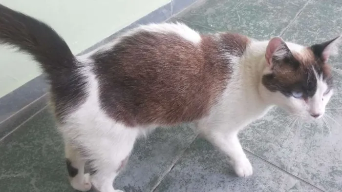 Gato ra a Não sei idade  nome Não sei