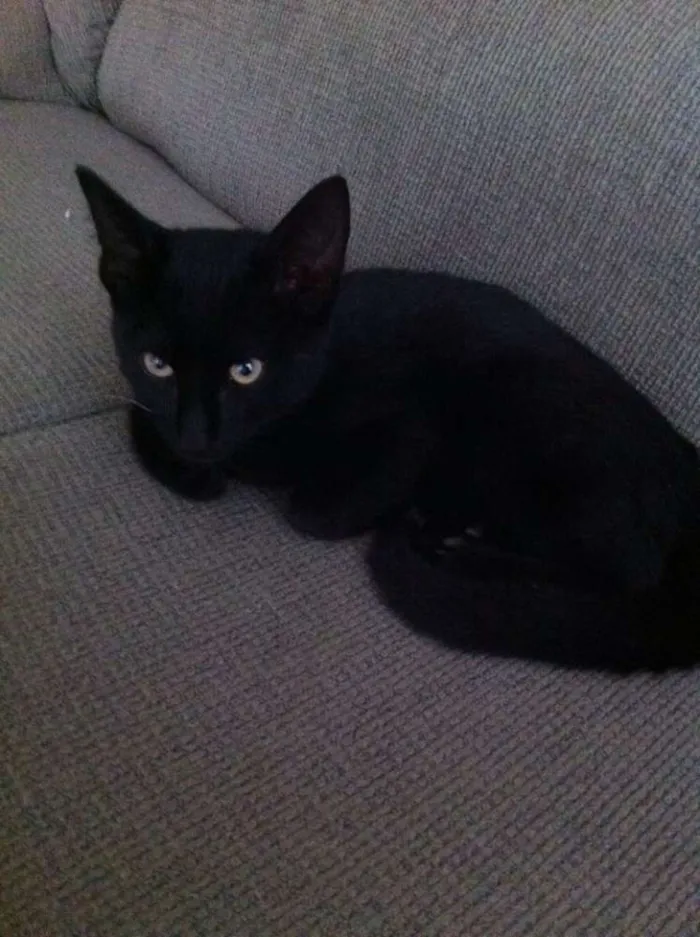 Gato ra a  idade 2 a 6 meses nome Sem nome