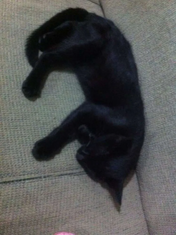 Gato ra a  idade 2 a 6 meses nome Sem nome
