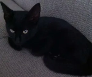 Gato raça  idade 2 a 6 meses nome Sem nome