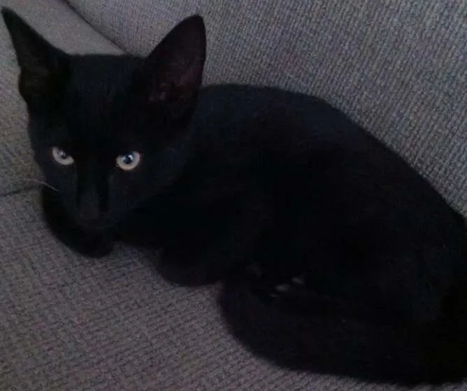 Gato ra a  idade 2 a 6 meses nome Sem nome