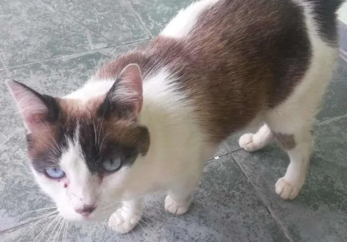 Gato ra a Não sei idade  nome Não sei