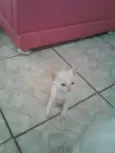 filhotes