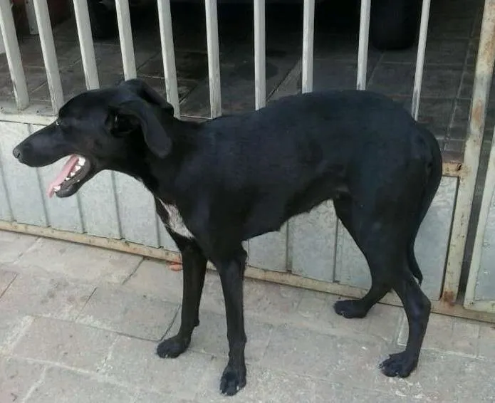 Cachorro ra a indefinido idade 7 a 11 meses nome Indefinido