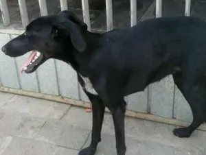 Cachorro raça indefinido idade 7 a 11 meses nome Indefinido