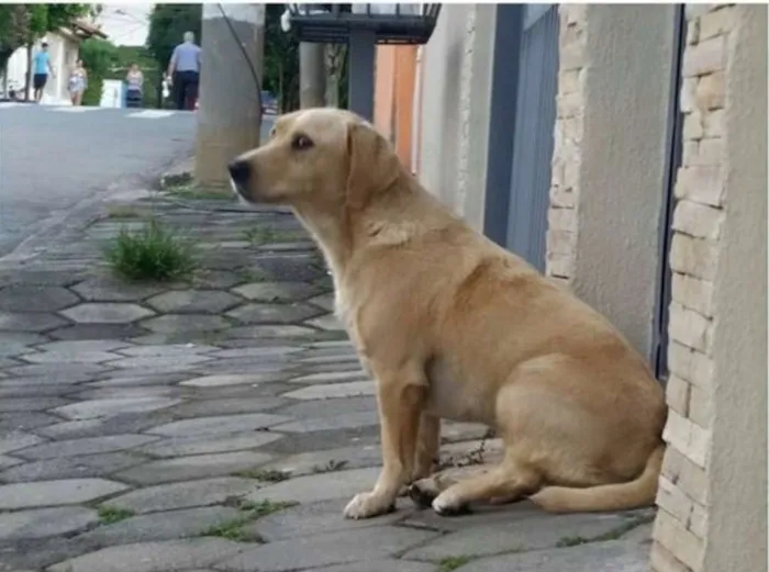 Cachorro ra a SRD idade 1 ano nome Clara