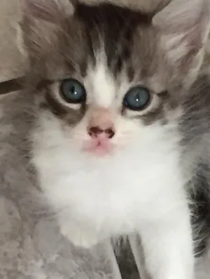 Gato raça SDR  idade Abaixo de 2 meses nome Milk, Toddy e Carlota