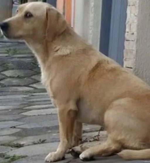 Cachorro ra a SRD idade 1 ano nome Clara