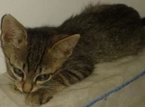 Gato raça SRD idade Abaixo de 2 meses nome filhotes