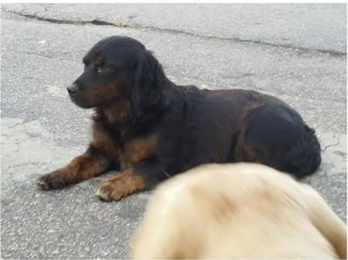 Cachorro ra a SRD idade 1 ano nome Duquesa