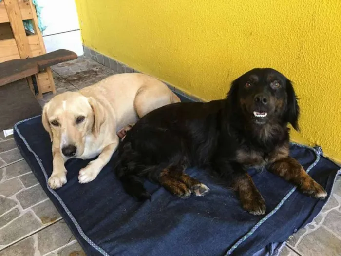 Cachorro ra a SRD idade 1 ano nome Duquesa