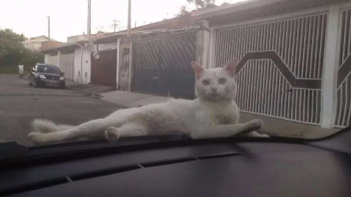 Gato ra a SRD idade 2 anos nome Snow