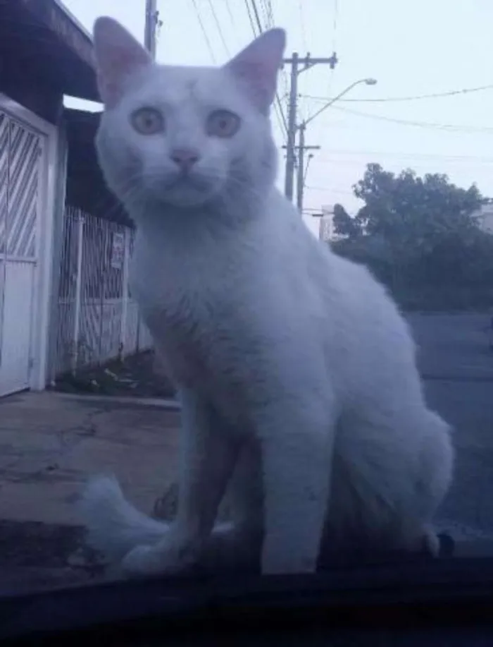 Gato ra a SRD idade 2 anos nome Snow