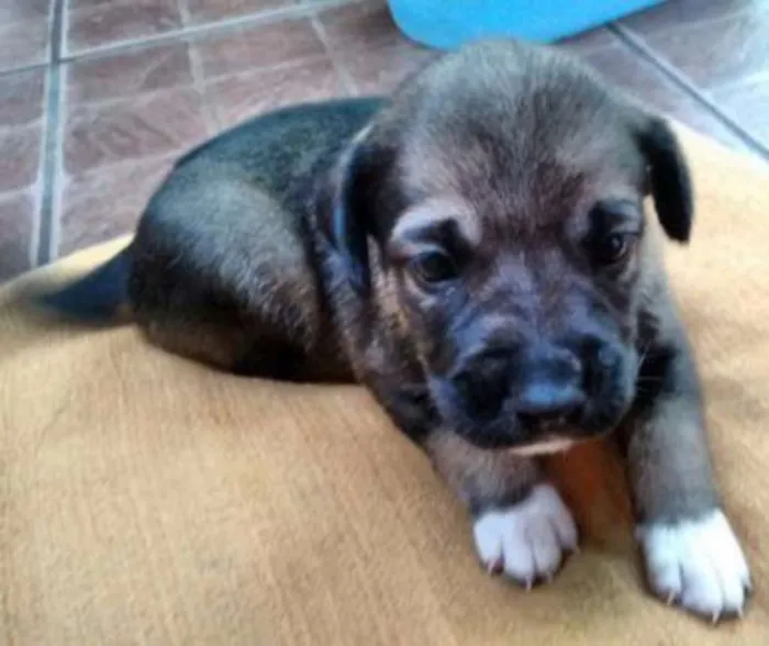 Cachorro ra a SRD idade Abaixo de 2 meses nome Anitta/Joelma/Bruce