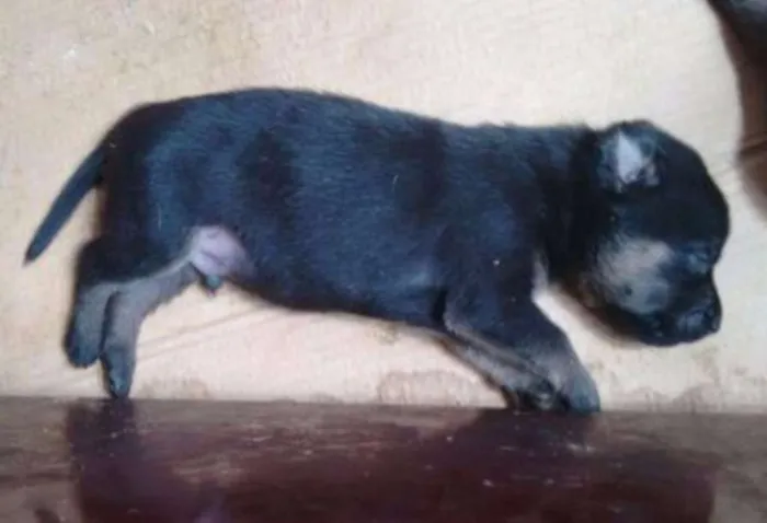 Cachorro ra a SRD idade Abaixo de 2 meses nome Anitta/Joelma/Bruce