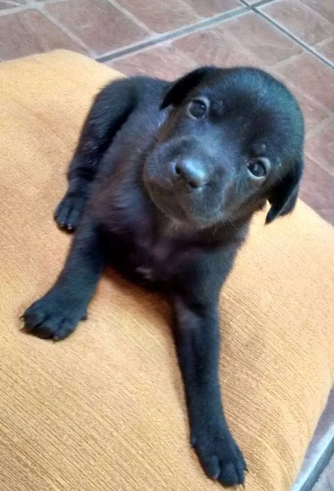 Cachorro ra a SRD idade Abaixo de 2 meses nome Anitta/Joelma/Bruce