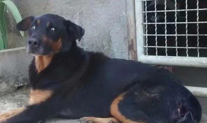 Cachorro ra a Rottweiler mix idade  nome THOR