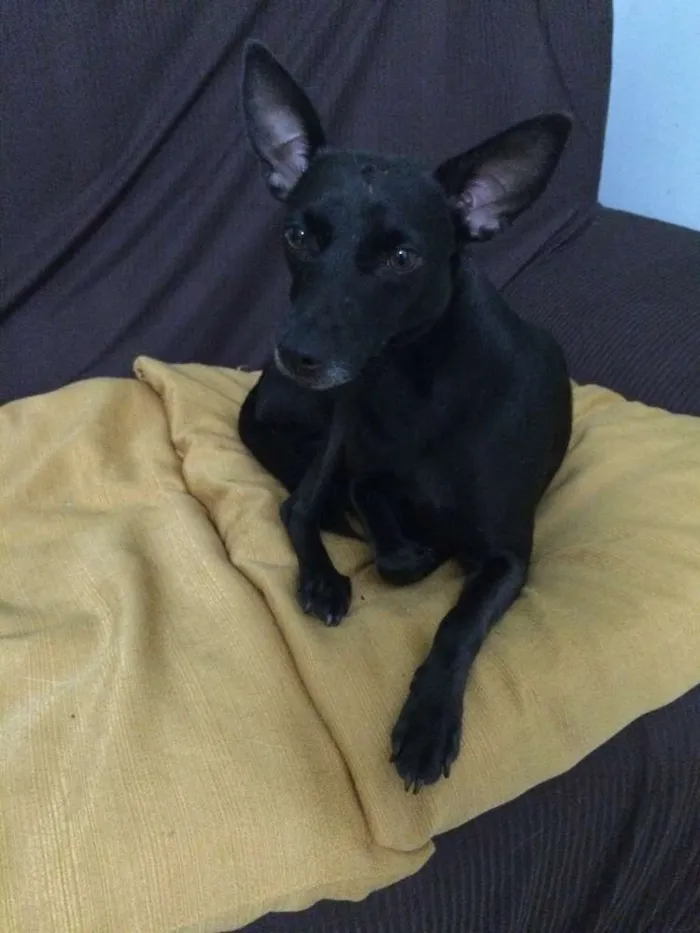 Cachorro ra a SRD idade 4 anos nome "Receba"??