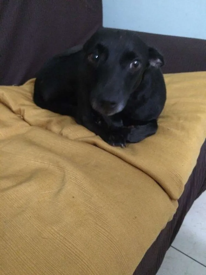 Cachorro ra a SRD idade 4 anos nome "Receba"??