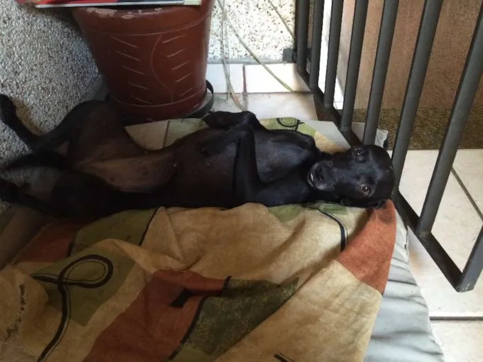 Cachorro ra a SRD idade 4 anos nome "Receba"??