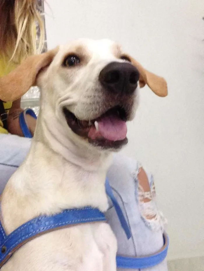 Cachorro ra a vira-lata idade 7 a 11 meses nome Sem Nome