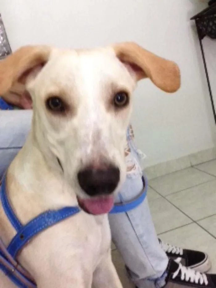 Cachorro ra a vira-lata idade 7 a 11 meses nome Sem Nome